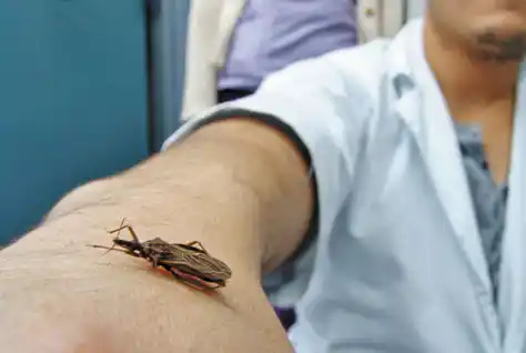 Jornada de prevención de Chagas Connatal