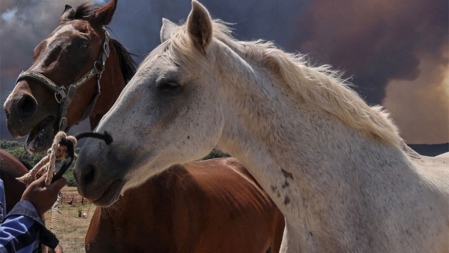 ¿Qué es y cómo se contagia la encefalomielitis equina?