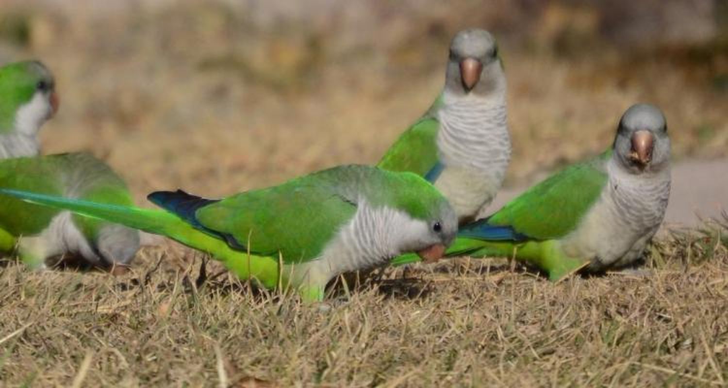 Polémica por el control de plaga de cotorras anunciado por Desarrollo Económico