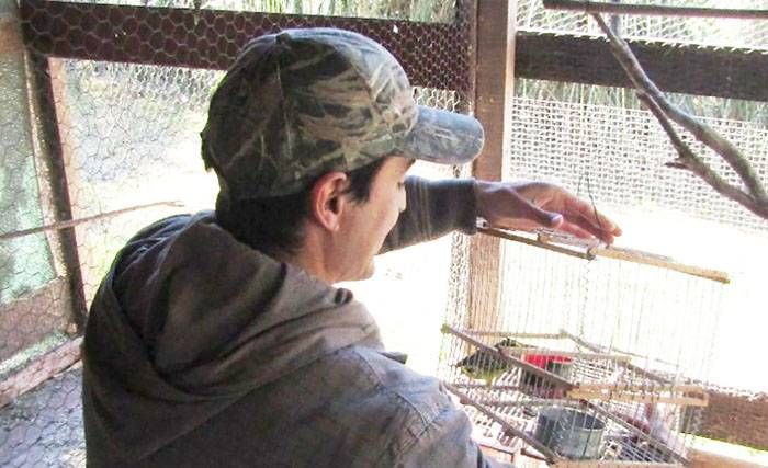 Se realizó un operativo conjunto de rescate y recuperación de dos cardenales amarillos