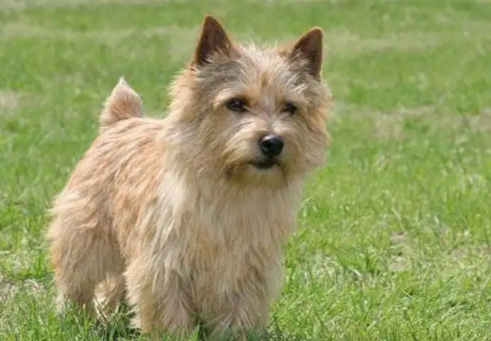Festejaban con pirotecnia y una perrita asustada murió atrapada