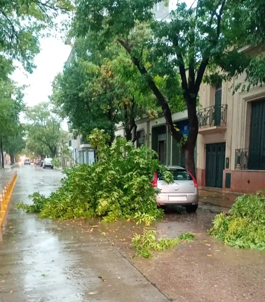 Parte de un árbol cayó en el centro de la ciudad.