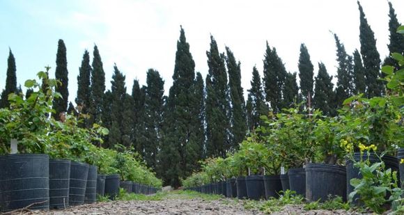 Arbolado público: San Pedro está adherido a una ley que no cumple