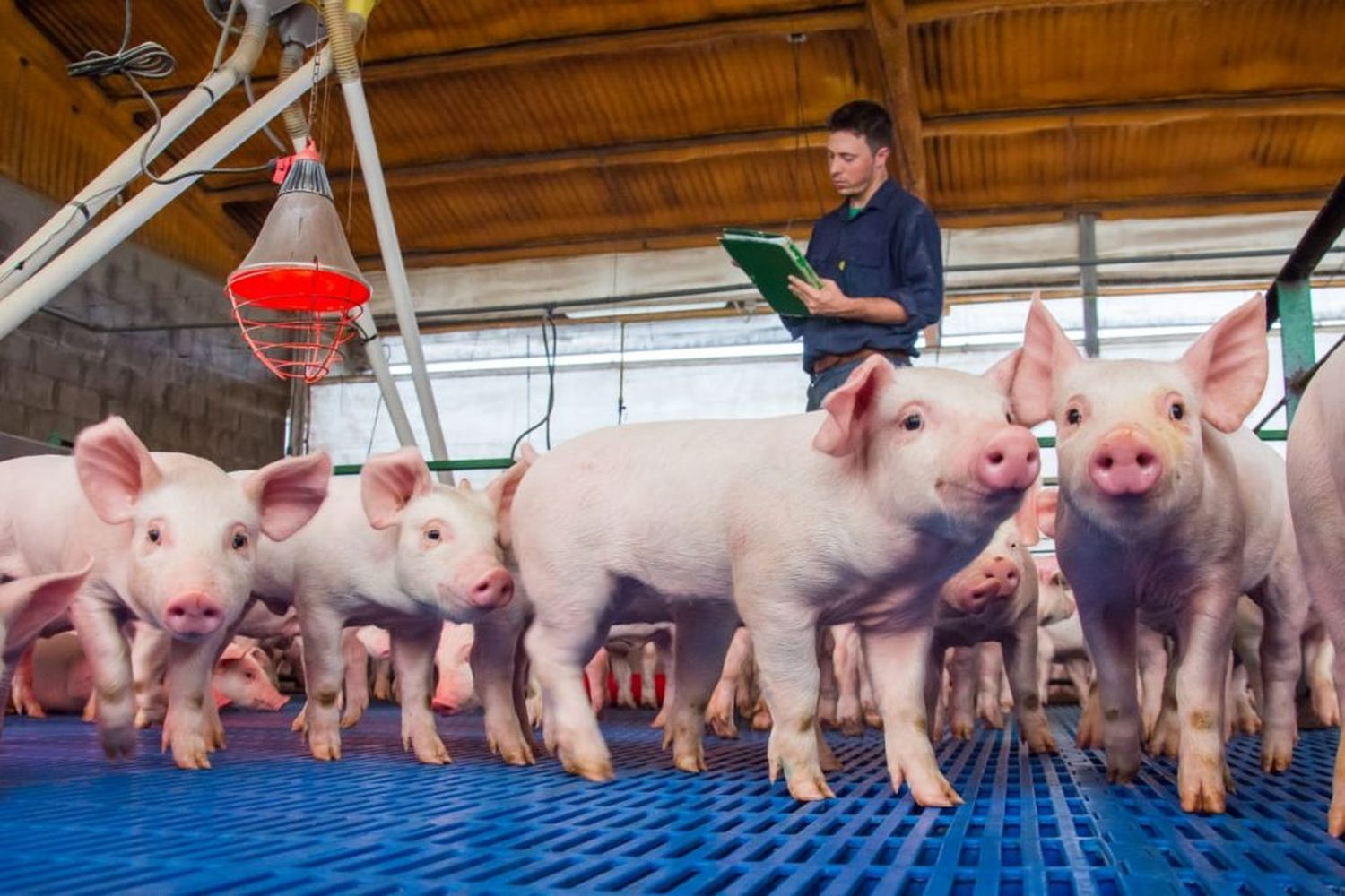 La Facultad de Veterinarias  ofrece capacitación para  gestión de granjas porcinas