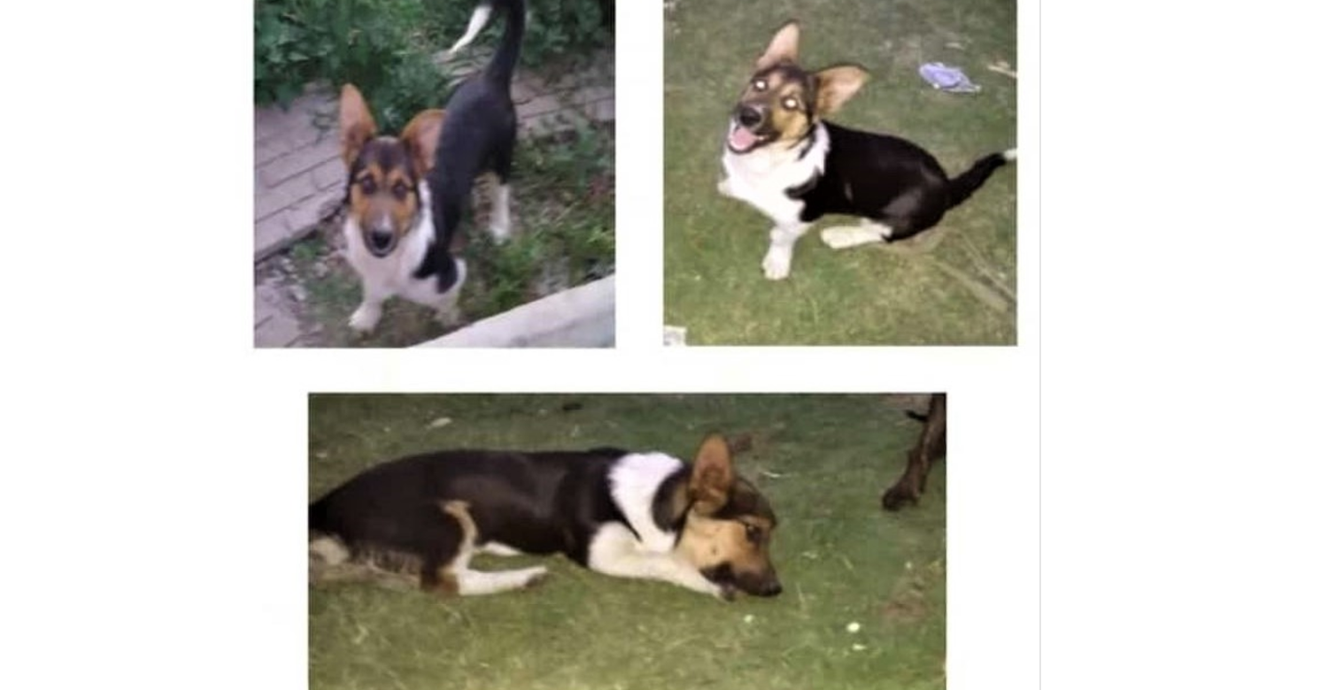 Buscan a Rocky