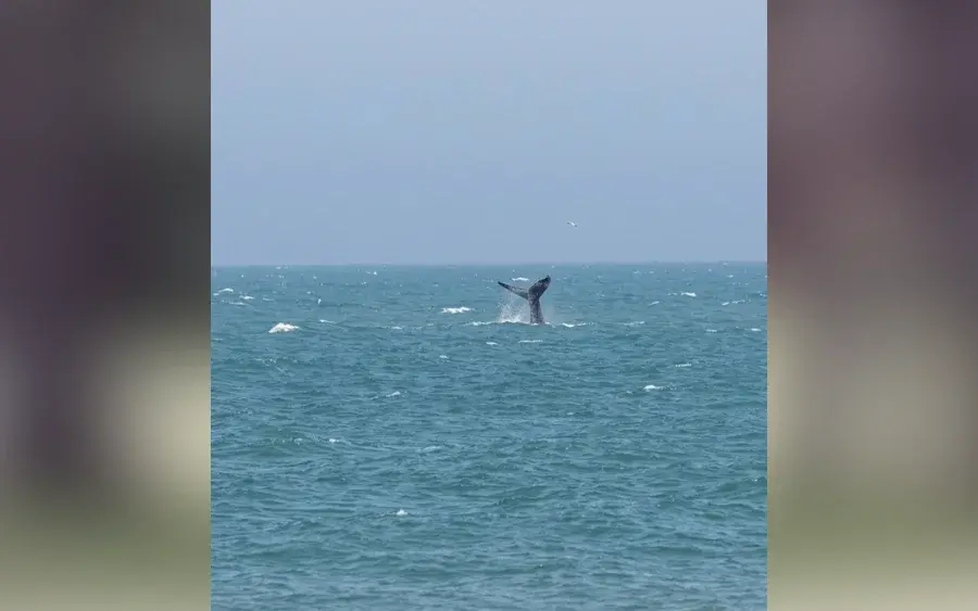 Captura de video mejorada