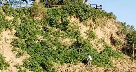 Sirve o no sirve eliminar la higuerilla?