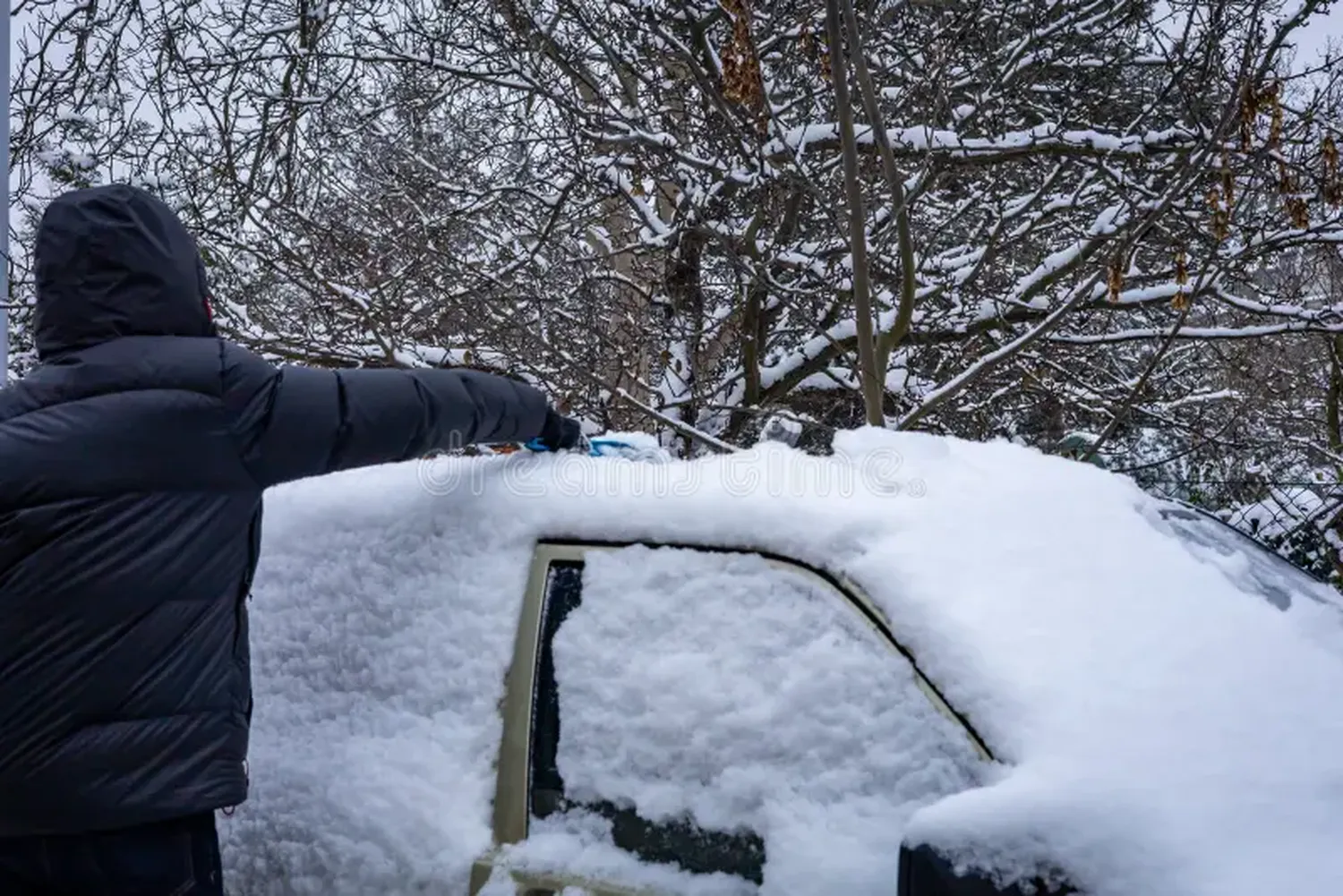 Nieve