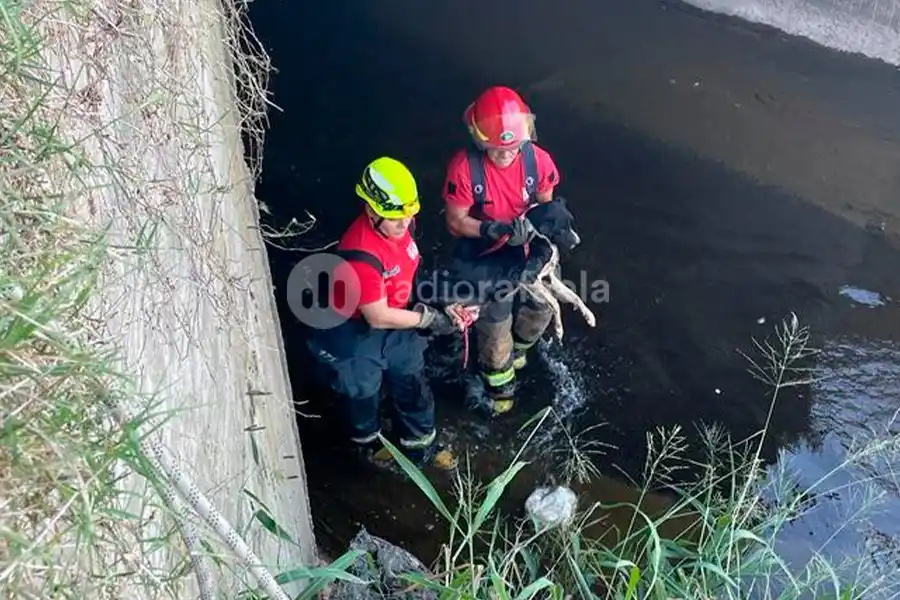 Bomberos al rescate: salvan a un perro atrapado en un alcantarillado