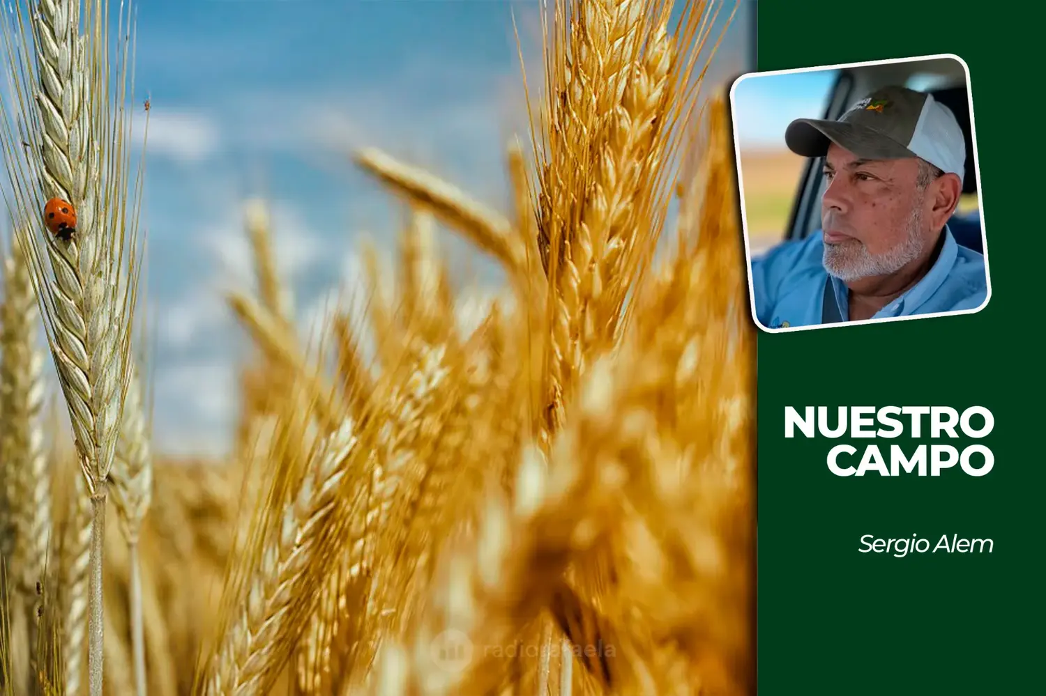 Cañuelas acumuló 21.189 cabezas y el girasol estimativo superó los 805.000 pesos