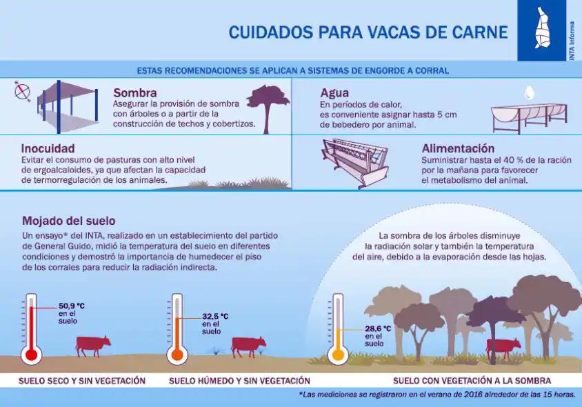 Vacas cuidados