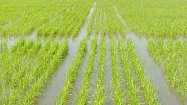 FAA alerta sobre la crítica situación del sector arrocero