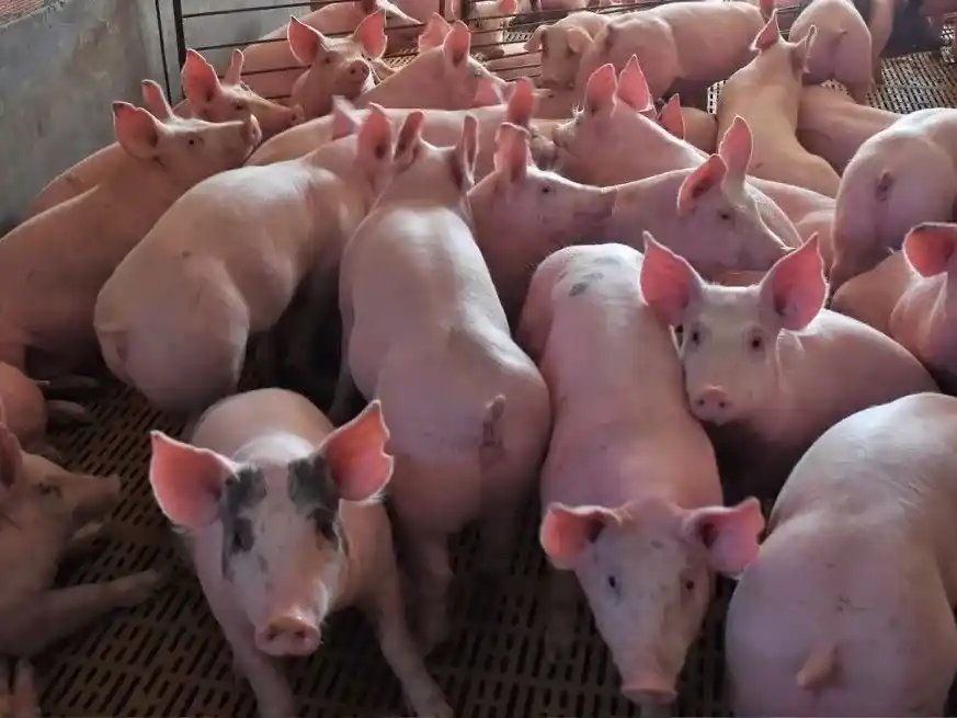 La producción porcina sigue aumentando de manera sostenida en Argentina.