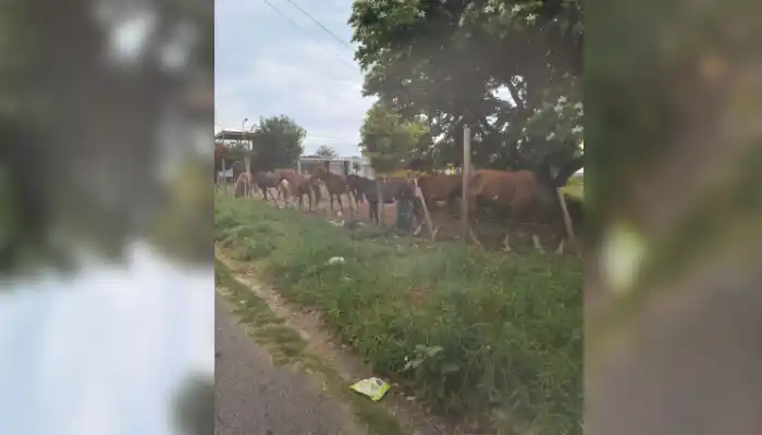 ¿Un corral en la ciudad?