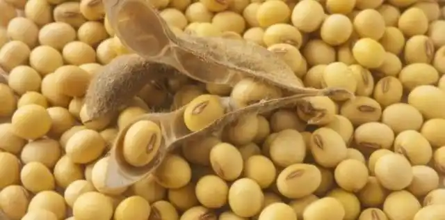 La soja terminó ganando 5 US$/tn por señales conciliadoras de China