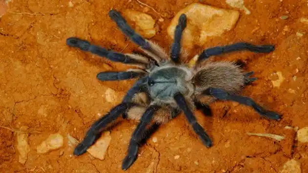 Invasión de arañas gigantes en Frías