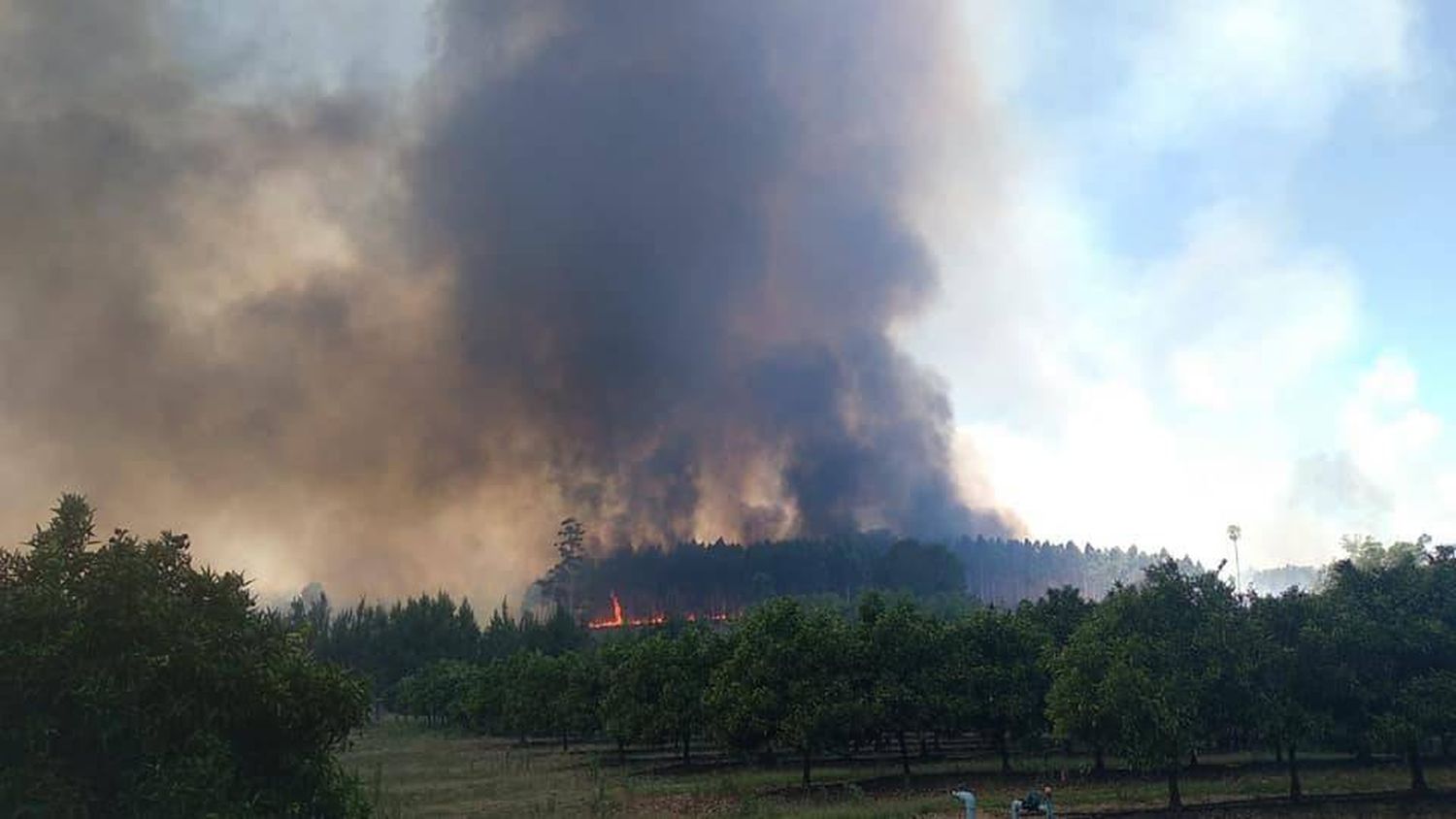 Incendio forestal en la zona sur de Concordia