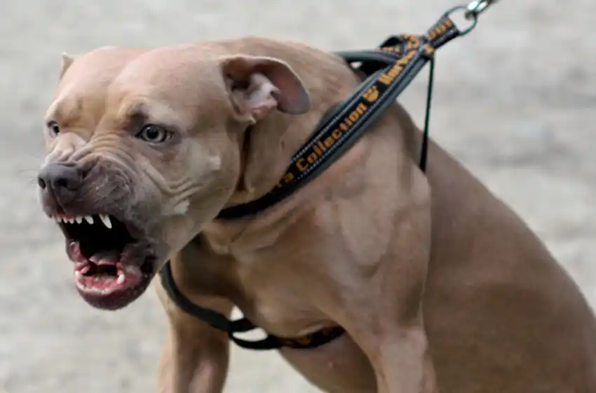 Un pitbull atacó a sus dueños en zona norte
