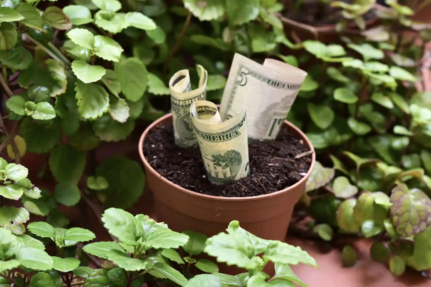 5 plantas que atraen la prosperidad y el dinero (+ Recomendaciones)