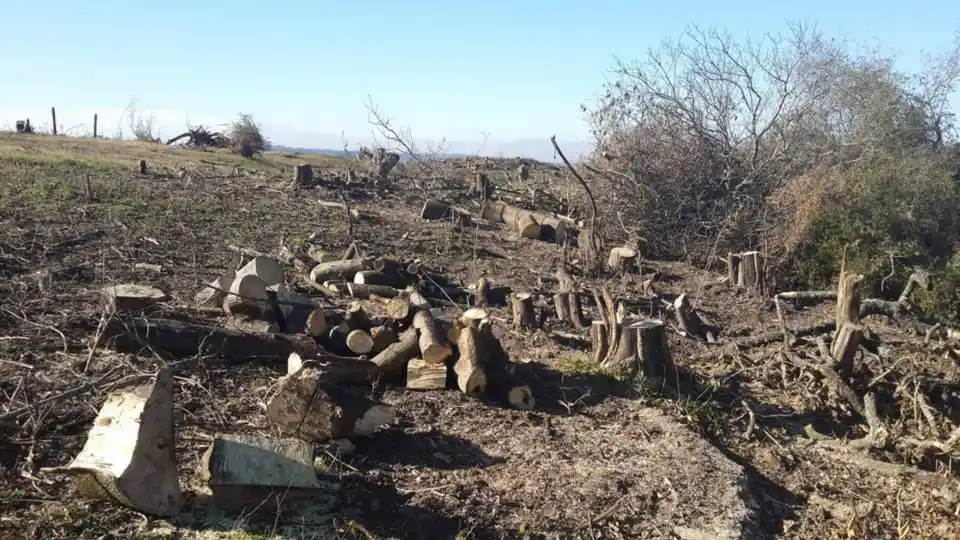 Polémica en Ramallo: Denuncian que empresa tala bosques para instalar emprendimiento turístico