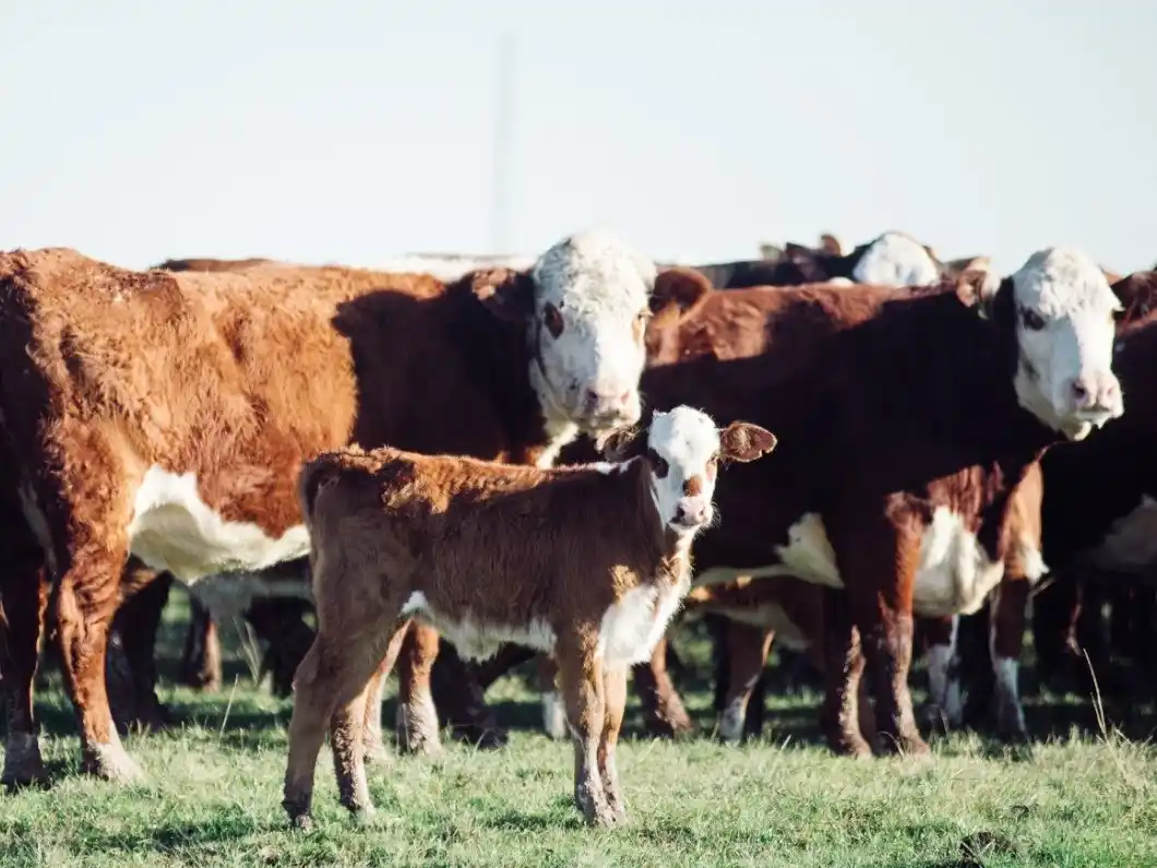 Precios: la hacienda en pie registró una suba promedio del 5,82% en Entre Ríos