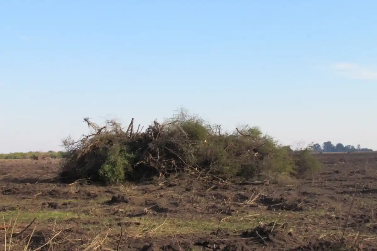 Un fiscal actuó de oficio ante un caso de desmonte en islas