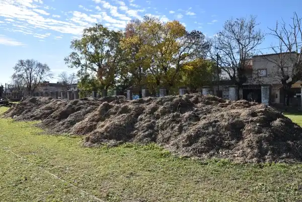 Fue retirado el 40% de la totalidad del chipeado generado desde que comenzó la poda autorizada