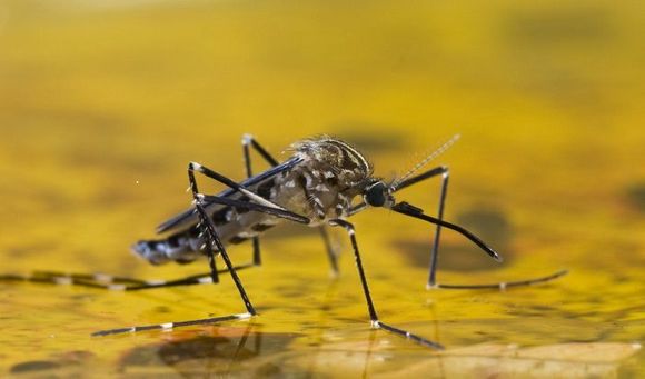 ¡ALERTA EN ORIENTE! Reportan brote de fiebre amarilla en animales y humanos