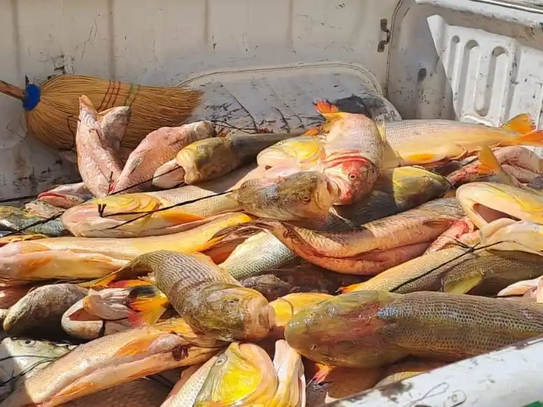 El pescado decomisado por personal municipal.