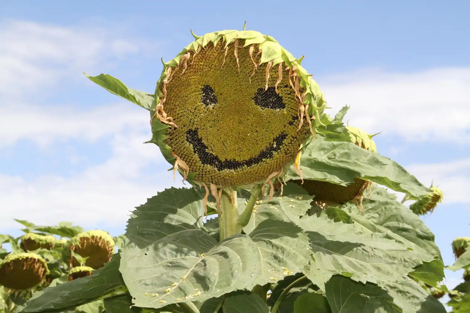 El Gobierno proyecta la mayor siembra de girasol del siglo