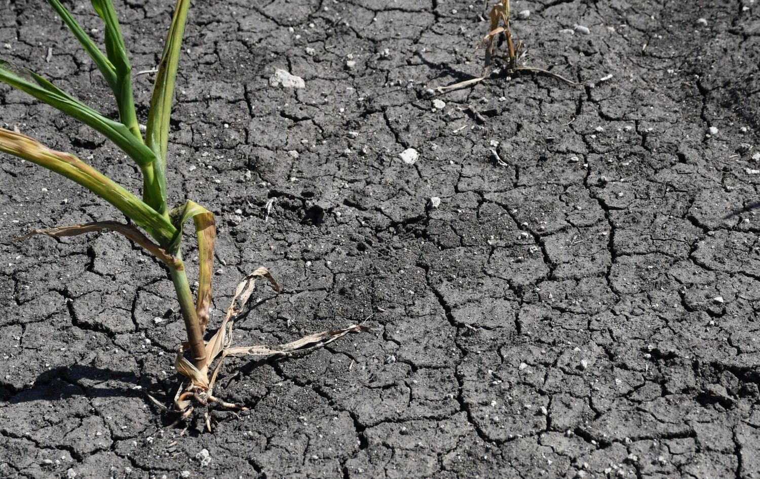 Crítica situación de los campos a causa de la sequía