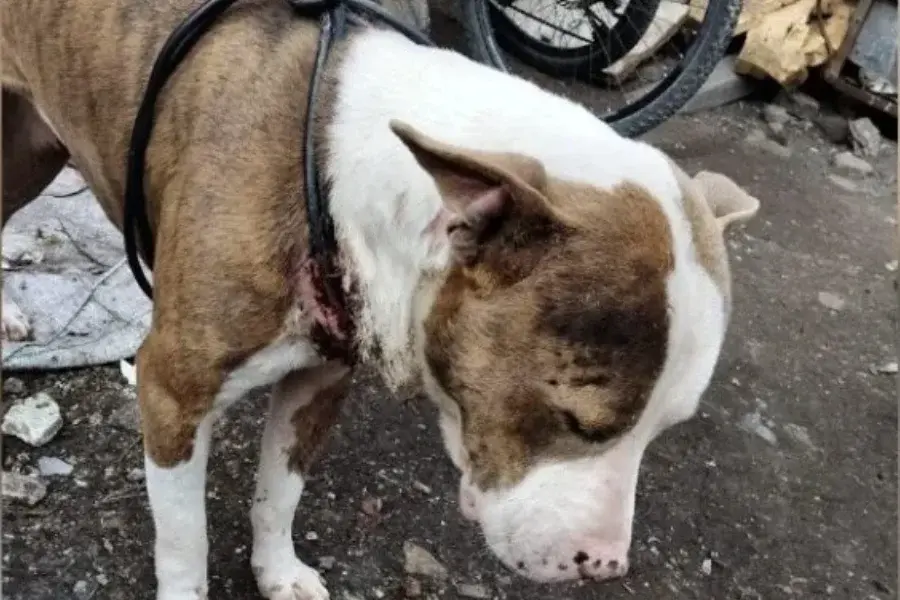 Ataba a su perro en mal estado con un cable y fue detenido en barrio Ludueña