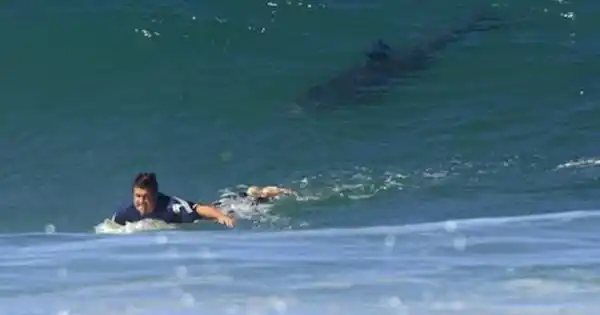 Australia: dos ataques de tiburones en menos de 24 horas