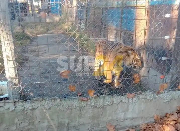 Rescatan un tigre, una leona y un carpincho de un establecimiento rural de Maggiolo