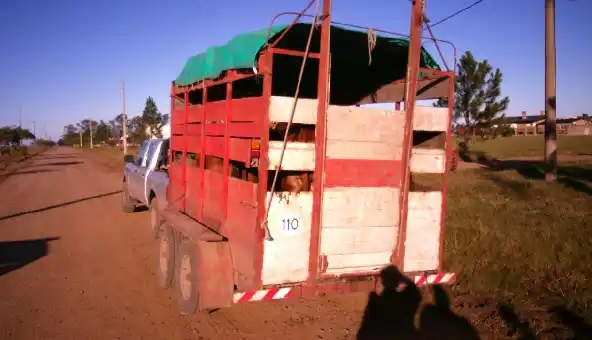 Secuestraron cinco terneros en Pueblo Belgrano