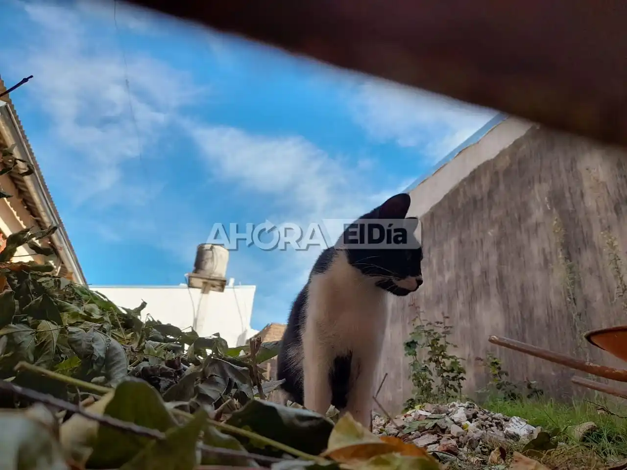 gatito - 3