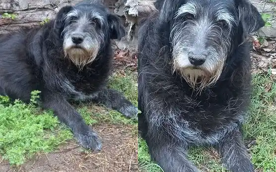 Perrita encontrada en Arnaldo y Pellegrini