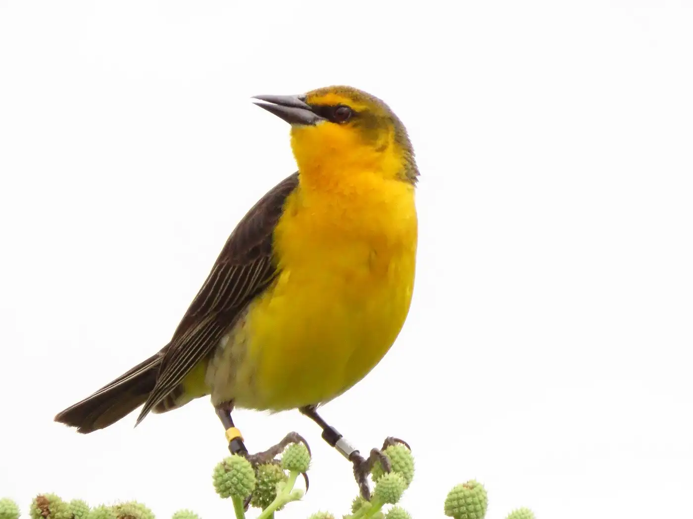 Provincia se incorpora a la mesa de trabajo para la conservación del tordo amarillo