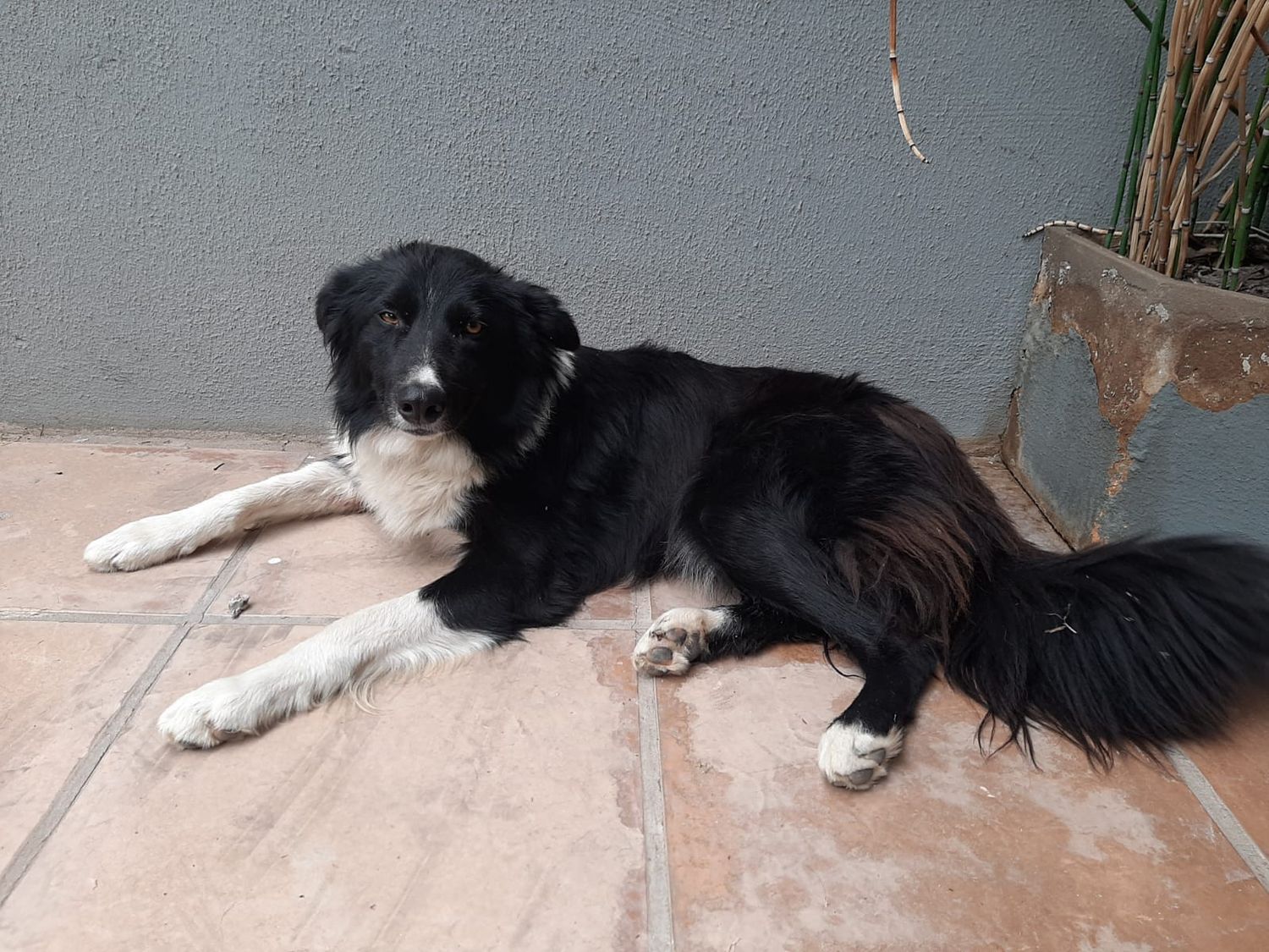 Encontraron un Border Collie