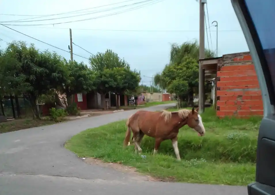 Peligro: caballos sueltos en calle Bozzano