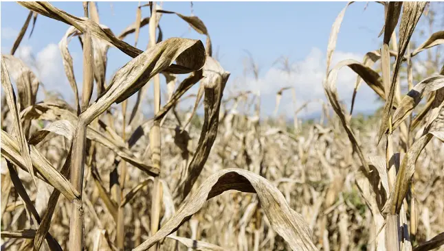 Formalizan emergencia agropecuaria para trece distritos del interior