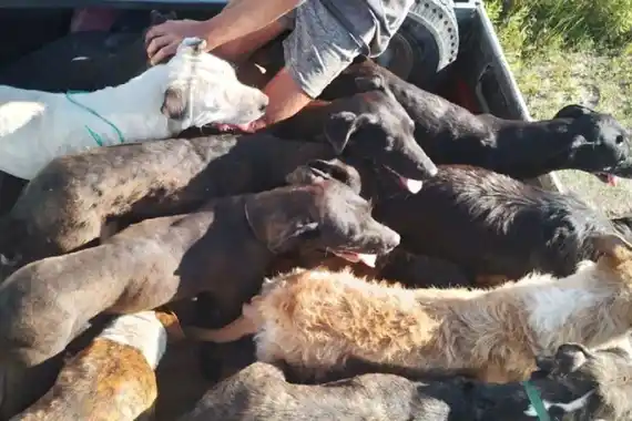 Larroque: Preocupación por los ataques de jaurías al ganado