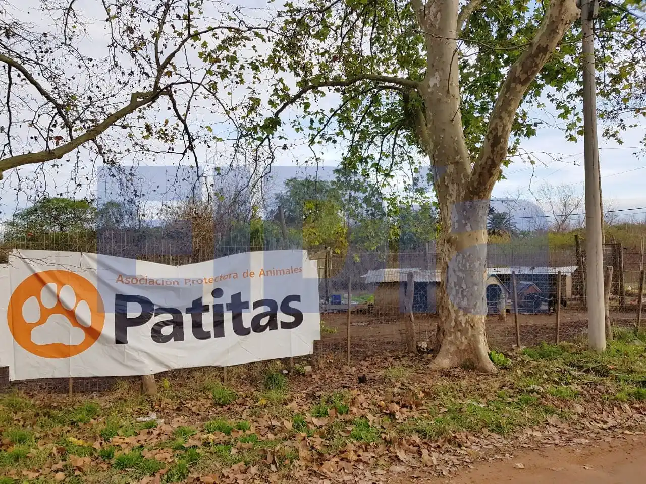 Patitas no tiene recursos para alimentar a los 200 perros que viven en el refugio