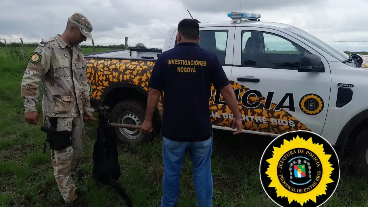 Nogoyá: recuperan un animal vacuno robado e identifican a los presuntos autores