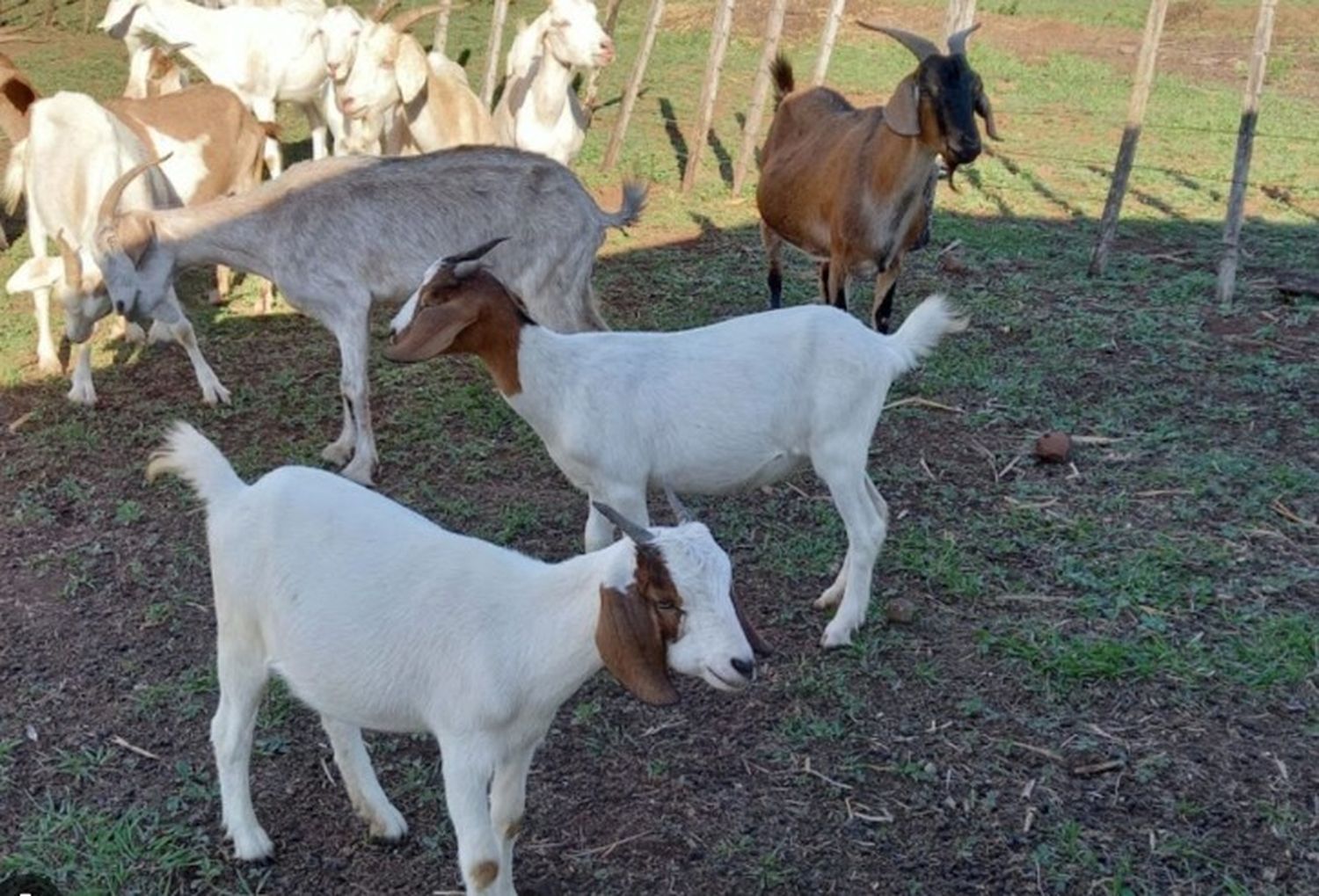 Llega la 3° edición de la expo caprina de Misiones