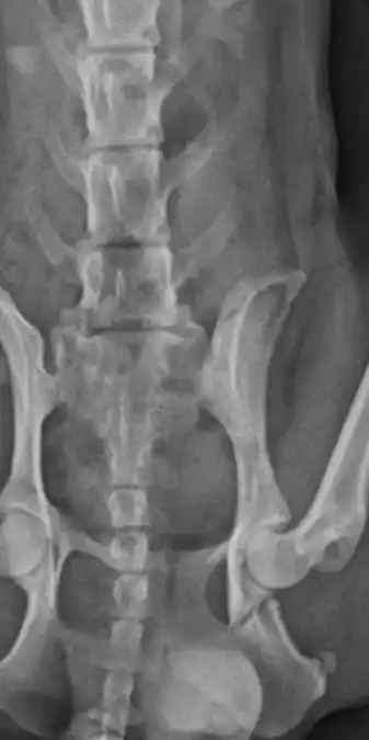 El perrito terminó con seis huesos rotos