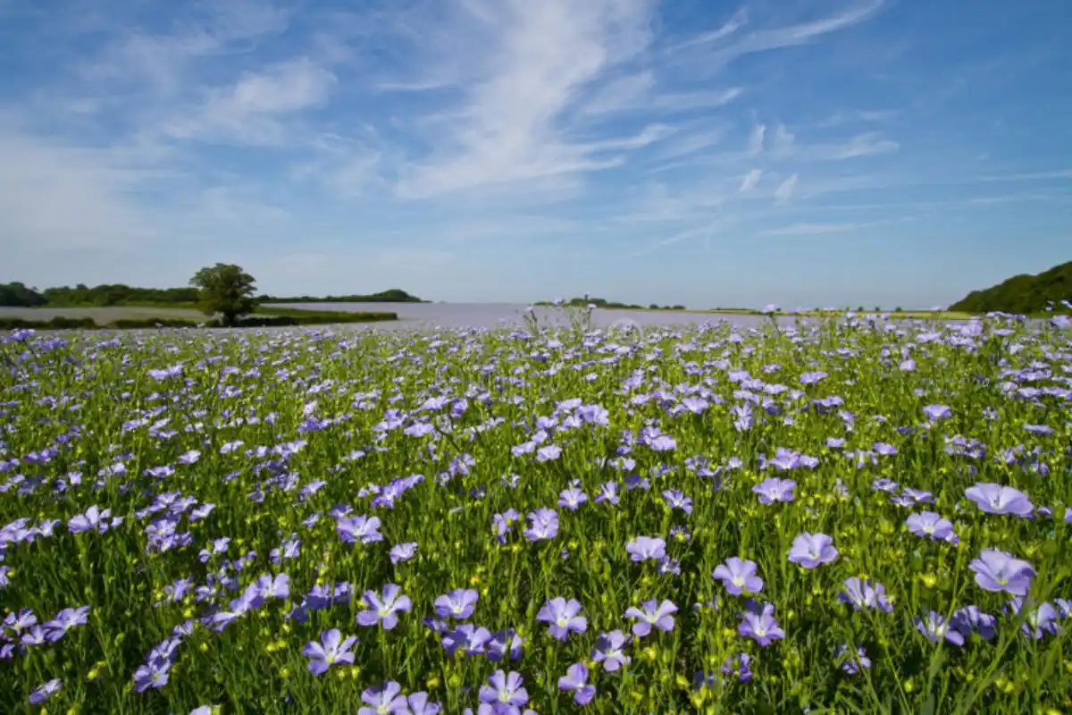 Se trata de La Paz, Nogoyá, San Salvador y Villaguay.