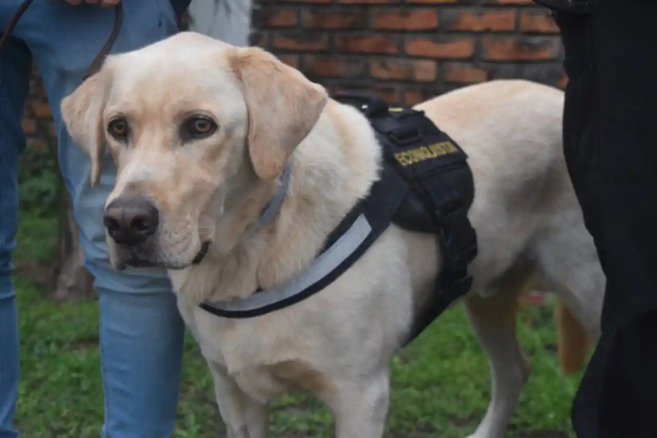 Astuto perro policía ayudó a descubrir tremenda caleta de droga