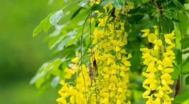 La citisina es un compuesto de origen vegetal.