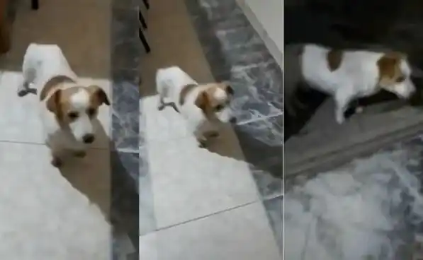 Un perrito estalla en ira si le cantan “Mi bebito fiu fiu”